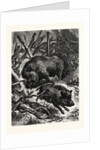 Wild Boars by Anonymous