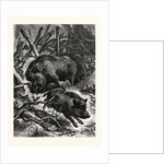 Wild Boars by Anonymous