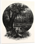 A Hummock, Florida by Anonymous