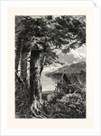 Hemlocks of Lake Otsego by Anonymous