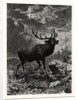 A Deer; after Specht by Anonymous