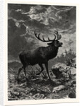 A Deer; after Specht by Anonymous