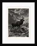 A Deer; after Specht by Anonymous