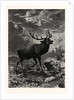A Deer; after Specht by Anonymous