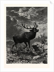 A Deer; after Specht by Anonymous