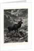 A Deer; after Specht by Anonymous