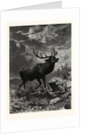 A Deer; after Specht by Anonymous