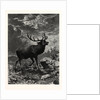 A Deer; after Specht by Anonymous