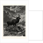A Deer; after Specht by Anonymous