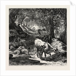 The Shady Lane by Anonymous