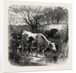 The Sunny Slope by Anonymous