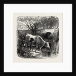 The Sunny Slope by Anonymous