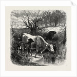 The Sunny Slope by Anonymous