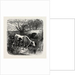 The Sunny Slope by Anonymous