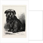 The Ugly Beauty by Anonymous