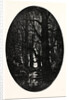 How Many Centuries of Change and Chance Those Gnarled Gray Trunks Have Sentineled, Calm and Still by Anonymous