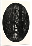 How Many Centuries of Change and Chance Those Gnarled Gray Trunks Have Sentineled, Calm and Still by Anonymous