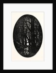 How Many Centuries of Change and Chance Those Gnarled Gray Trunks Have Sentineled, Calm and Still by Anonymous