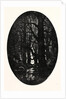 How Many Centuries of Change and Chance Those Gnarled Gray Trunks Have Sentineled, Calm and Still by Anonymous