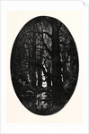 How Many Centuries of Change and Chance Those Gnarled Gray Trunks Have Sentineled, Calm and Still by Anonymous
