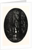 How Many Centuries of Change and Chance Those Gnarled Gray Trunks Have Sentineled, Calm and Still by Anonymous