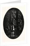 How Many Centuries of Change and Chance Those Gnarled Gray Trunks Have Sentineled, Calm and Still by Anonymous