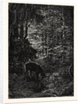 The Stag at Eve Had Drunk His Fill. by Anonymous