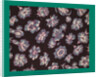 French Fabrics; First Half of the Nineteenth Century by Anonymous