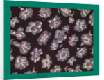 French Fabrics; First Half of the Nineteenth Century by Anonymous