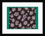 French Fabrics; First Half of the Nineteenth Century by Anonymous