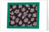 French Fabrics; First Half of the Nineteenth Century by Anonymous