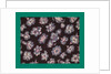 French Fabrics; First Half of the Nineteenth Century by Anonymous