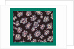 French Fabrics; First Half of the Nineteenth Century by Anonymous