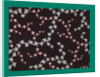 French Fabrics; First Half of the Nineteenth Century by Anonymous