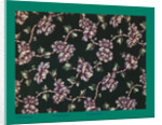 French Fabrics; First Half of the Nineteenth Century by Anonymous