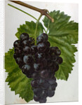 Wine Grapes by Anonymous