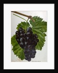 Wine Grapes by Anonymous