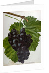 Wine Grapes by Anonymous