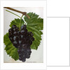 Wine Grapes by Anonymous