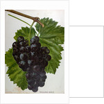 Wine Grapes by Anonymous