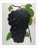 Wine Grapes by Anonymous