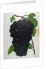 Wine Grapes by Anonymous