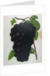 Wine Grapes by Anonymous