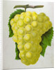 Wine Grapes by Anonymous