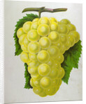 Wine Grapes by Anonymous