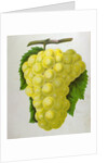 Wine Grapes by Anonymous