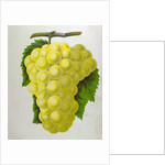 Wine Grapes by Anonymous