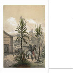 Sugar Can Farming by Anonymous