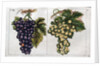 Wine Grapes by Anonymous