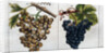 Wine Grapes by Anonymous